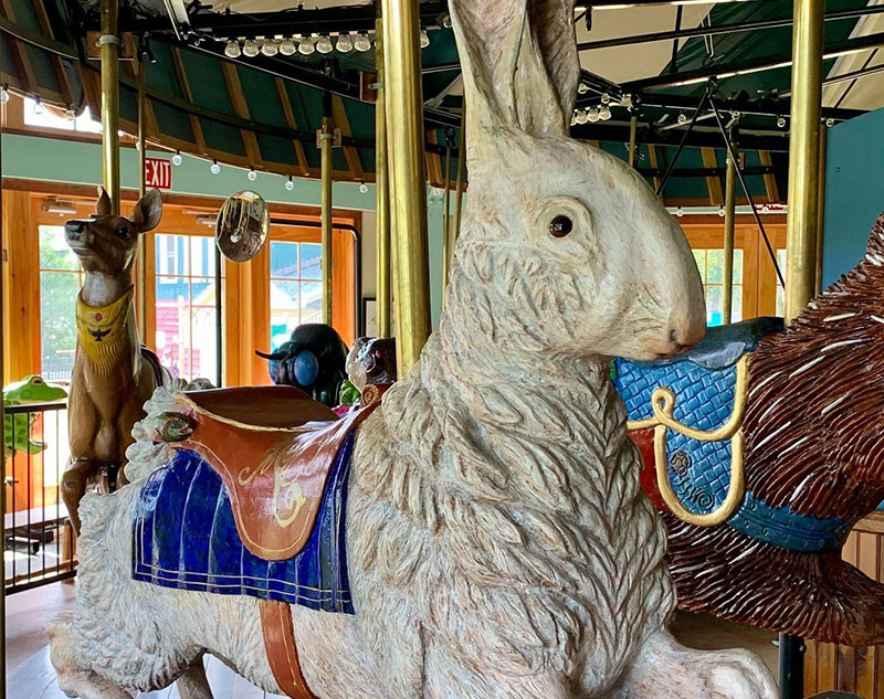 Harry the Snowshoe Hare