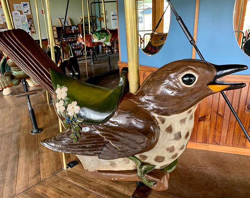 Twitter the Hermit Thrush